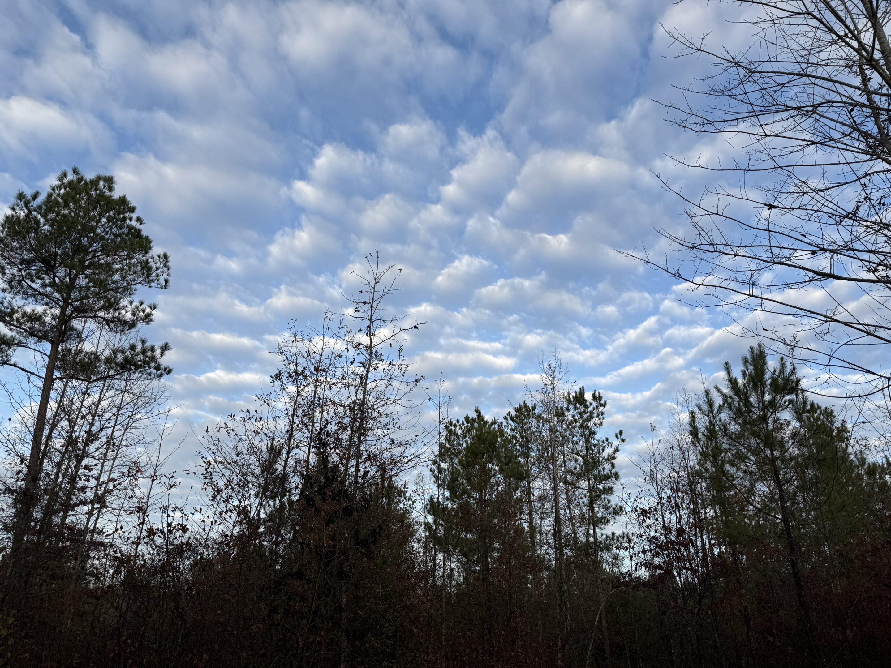 Trees under a cloudy blue sky.